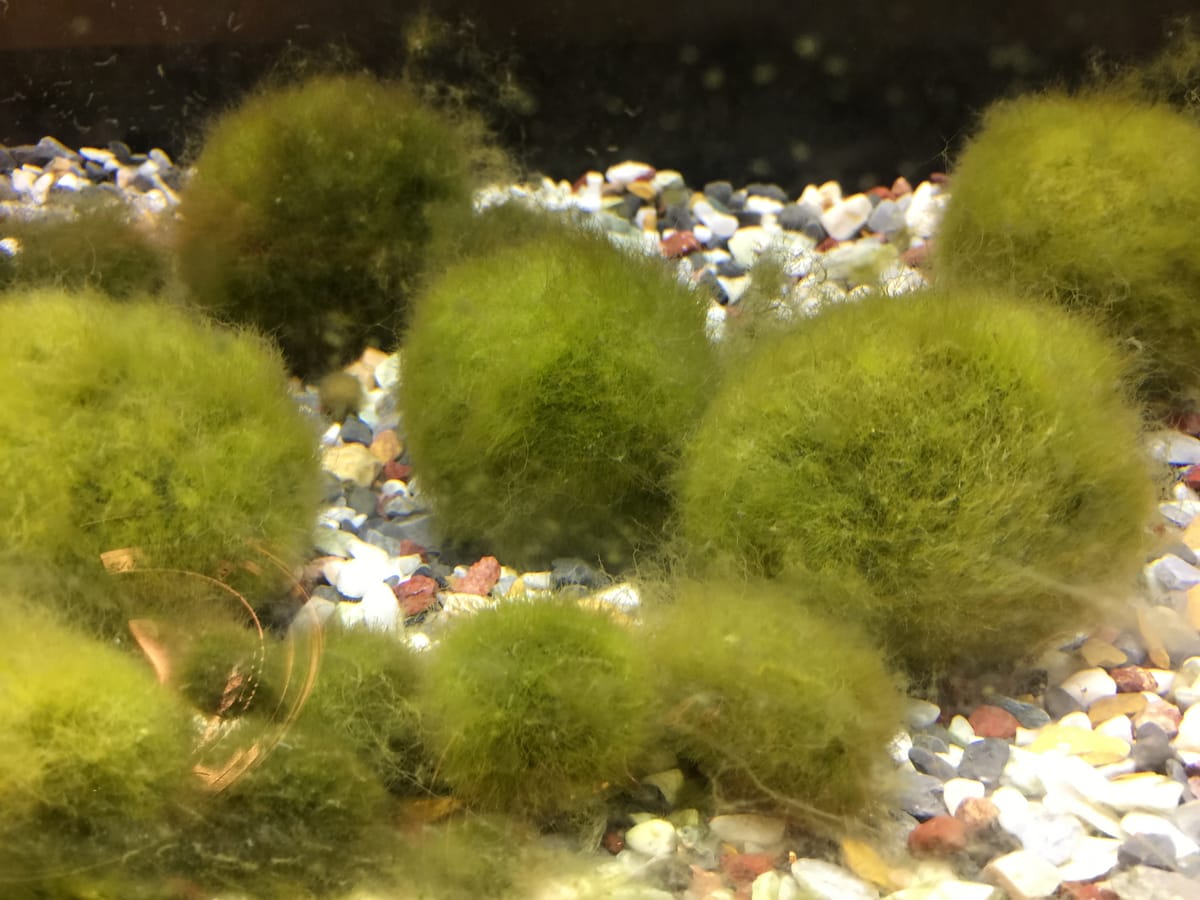 Marimo moss balls (Aegagropila linnaei) from Hokkaido Japan