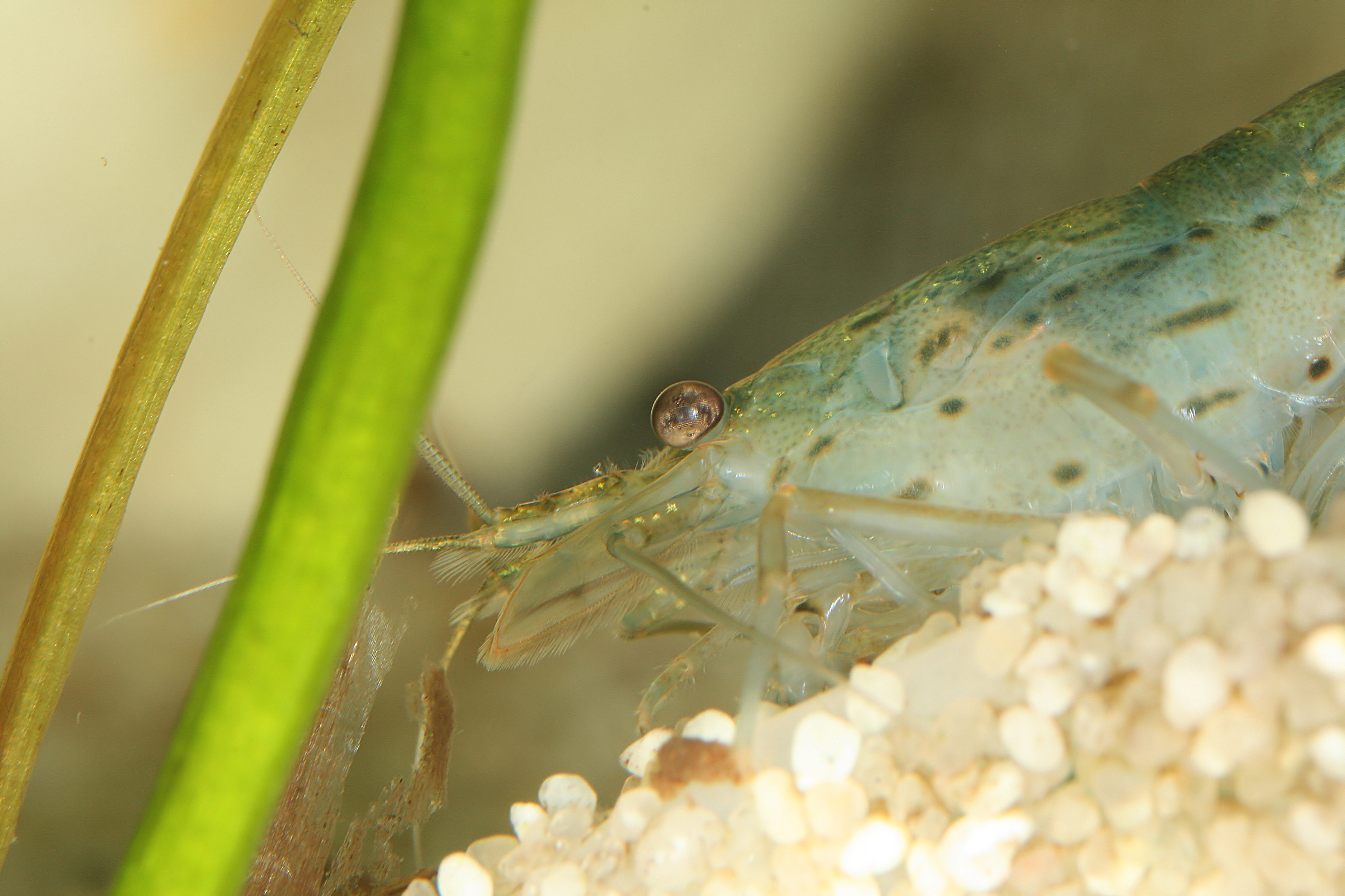 Close-up of an Amano shrimp foraging on aquarium substrate - nature's best algae cleanup crew