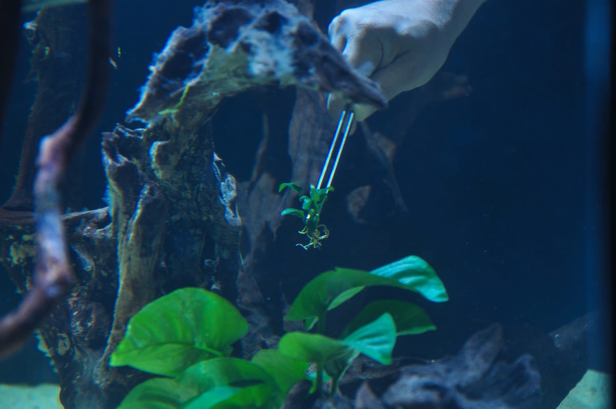 Planted aquarium with anubias on driftwood