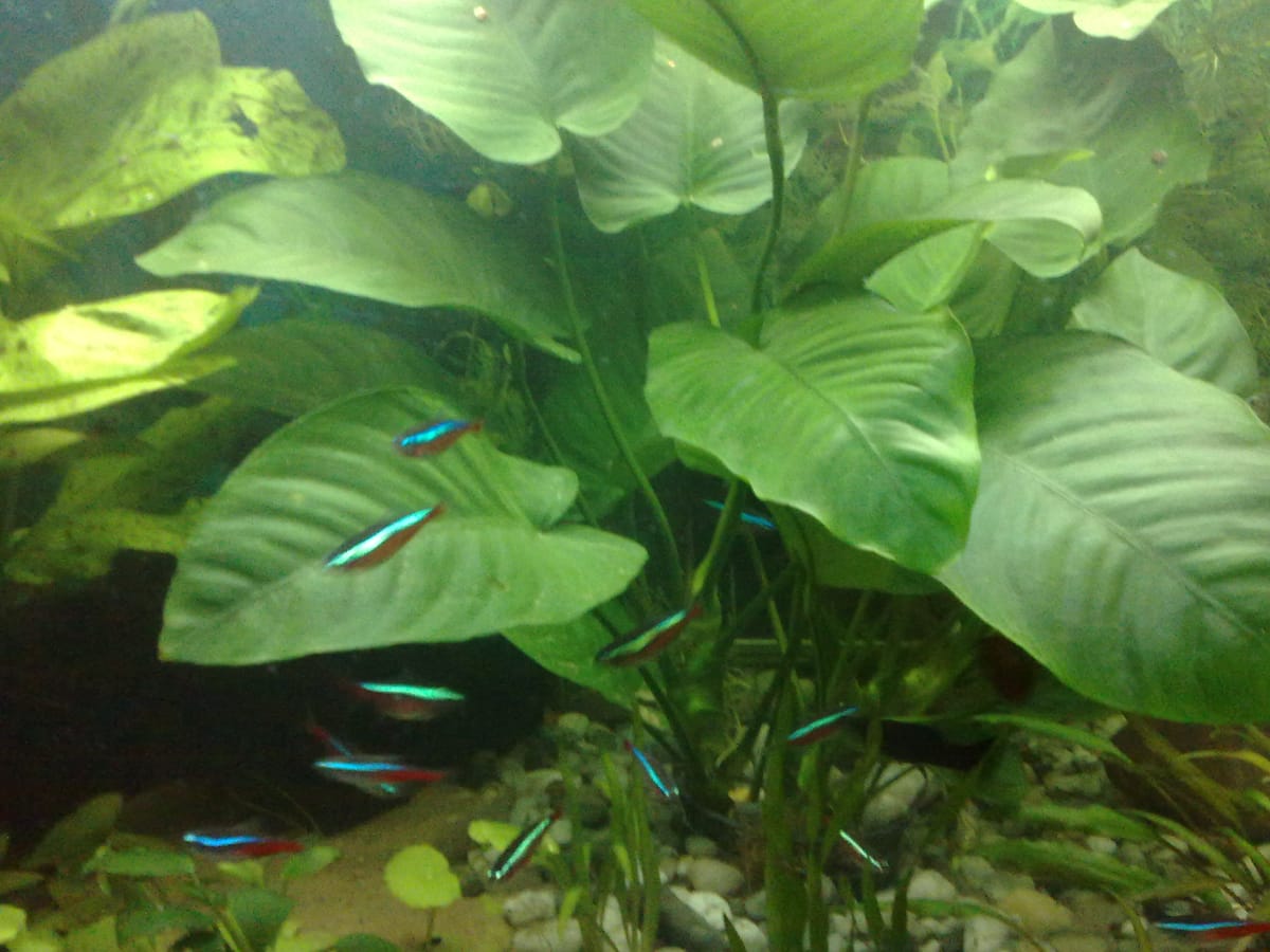Anubias barteri plant with tetras in planted aquarium