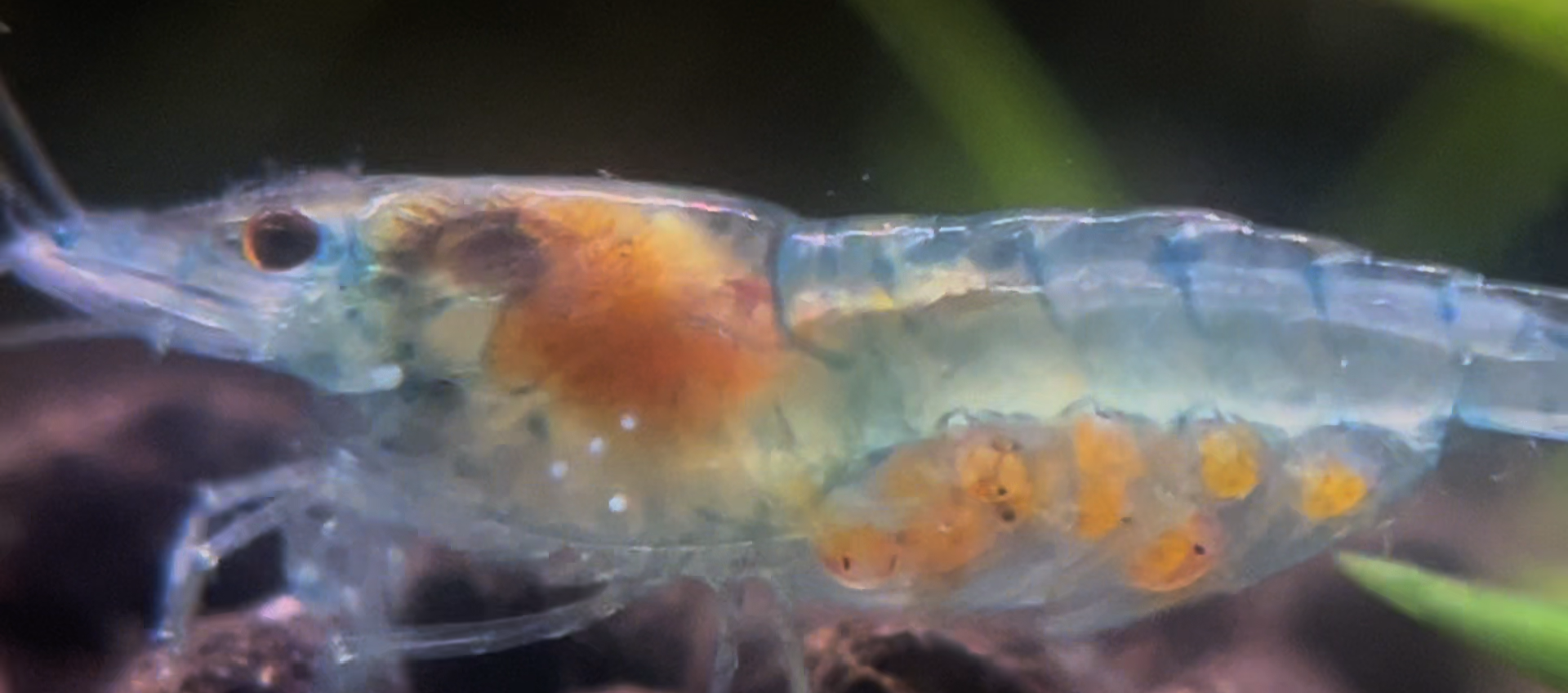 Blue jelly Neocaridina davidi female carrying eggs with visible eye spots