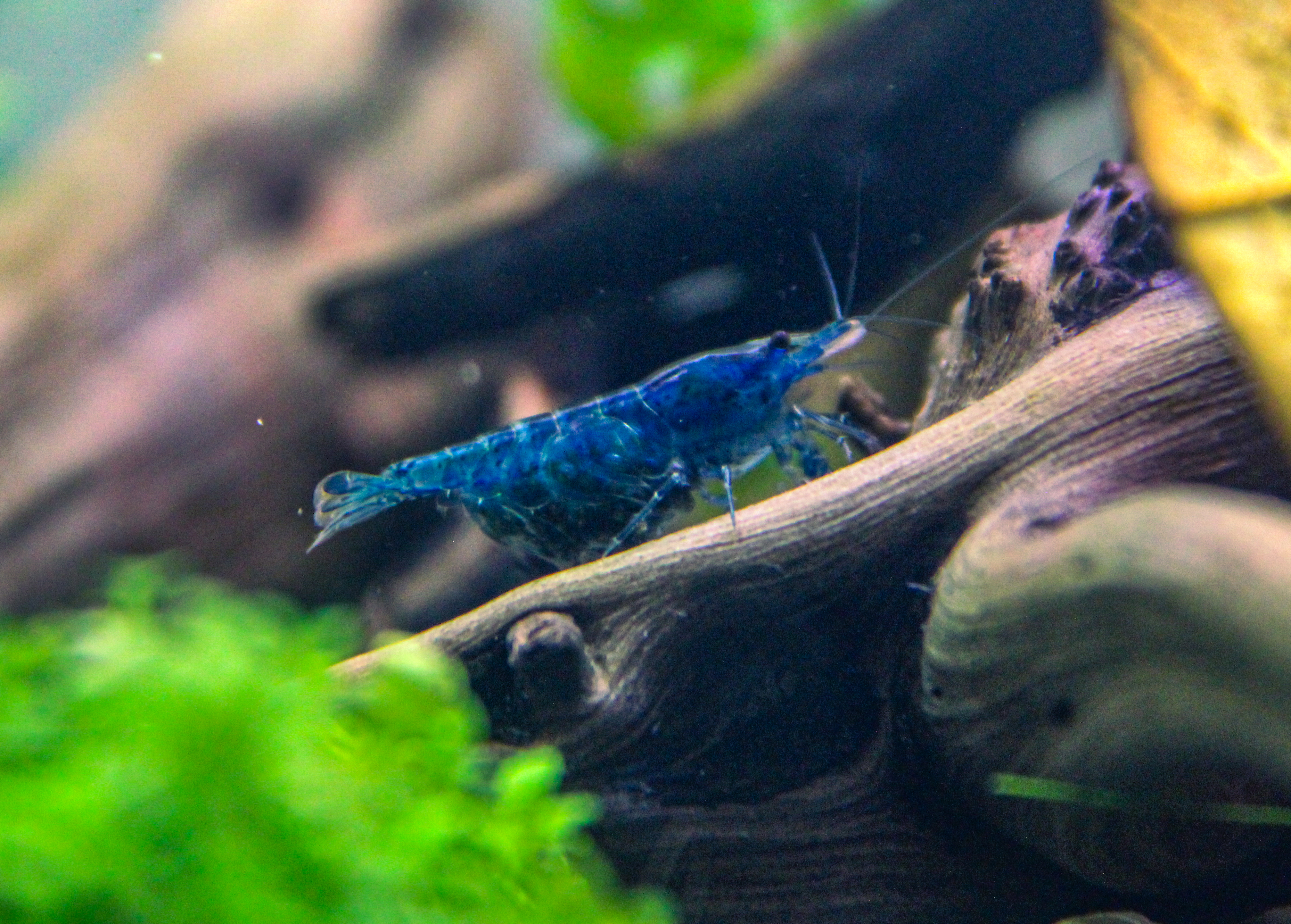 Blue dream Neocaridina shrimp foraging on driftwood covered in biofilm