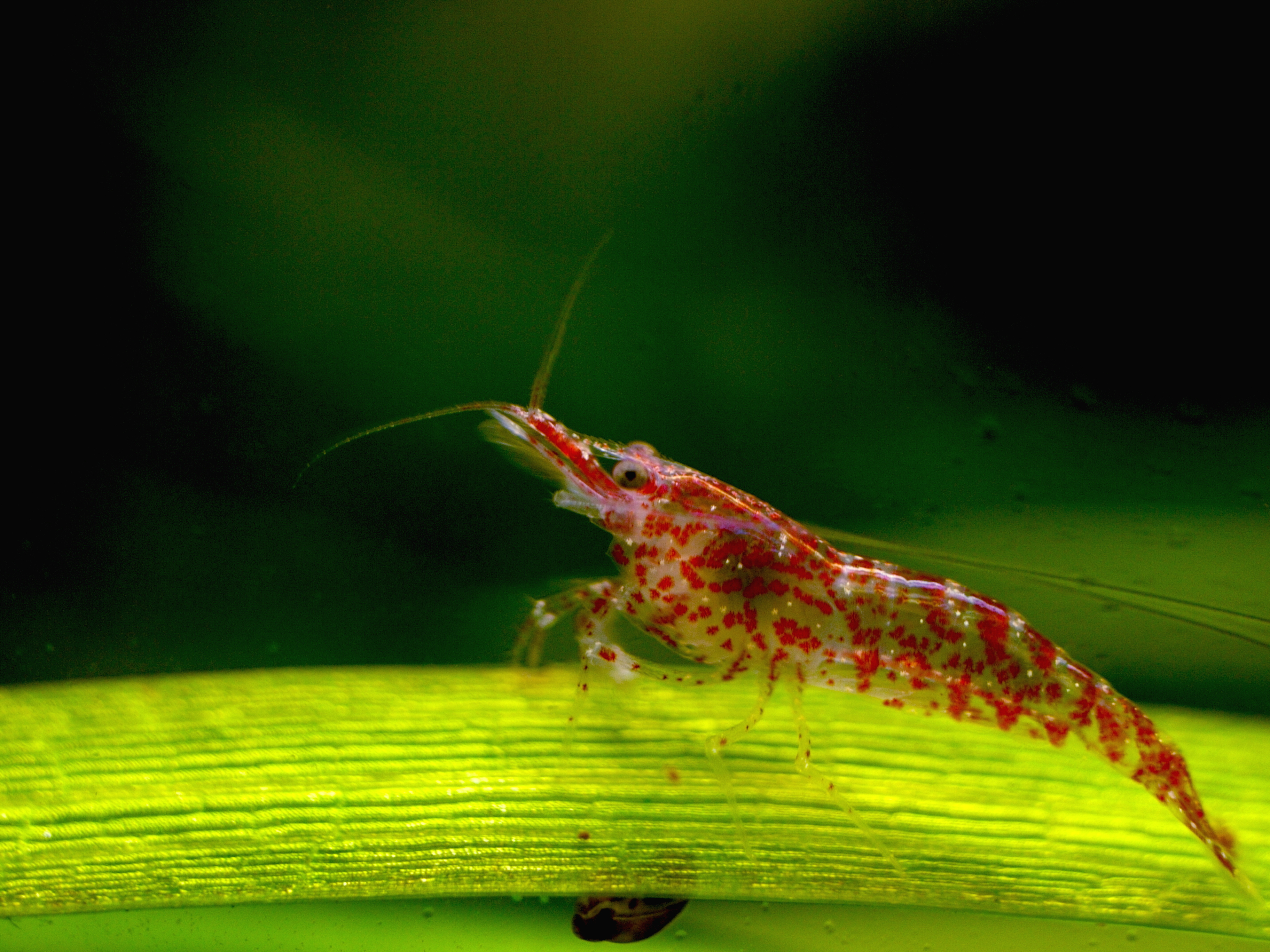 Cherry shrimp on an aquarium plant, showing a healthy translucent exoskeleton