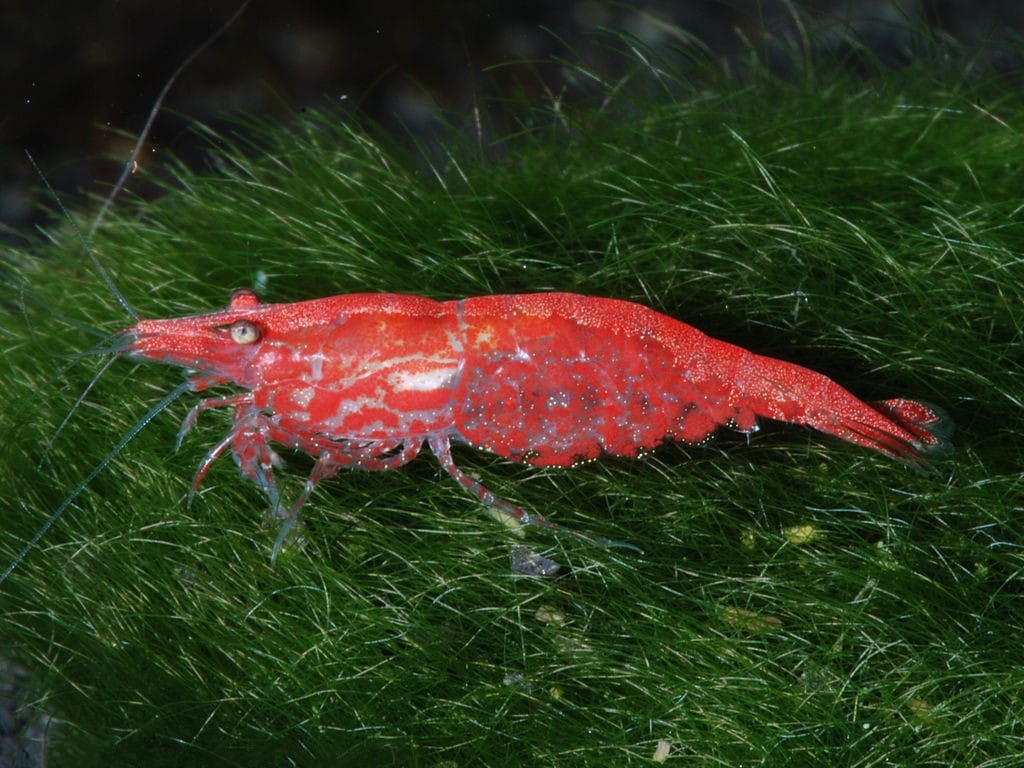 Close-up of a bright red cherry shrimp on aquarium substrate