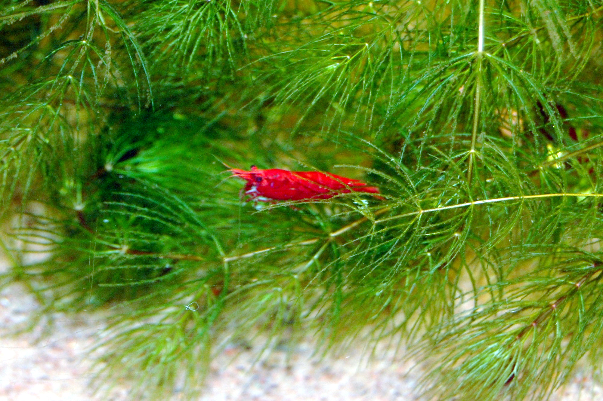 Healthy red cherry shrimp grazing on plants in a freshwater aquarium