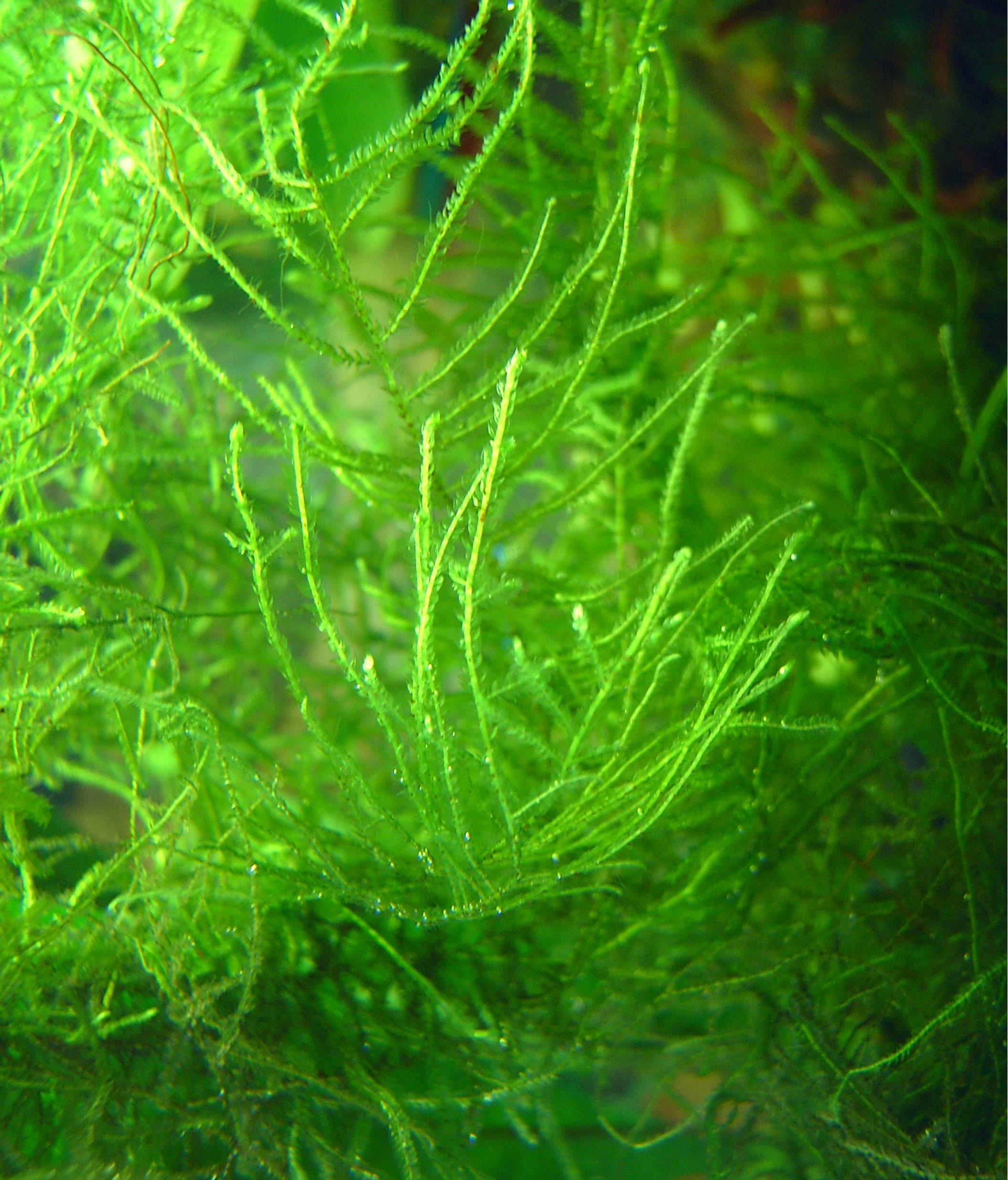 Java moss close-up showing branching pattern in aquarium