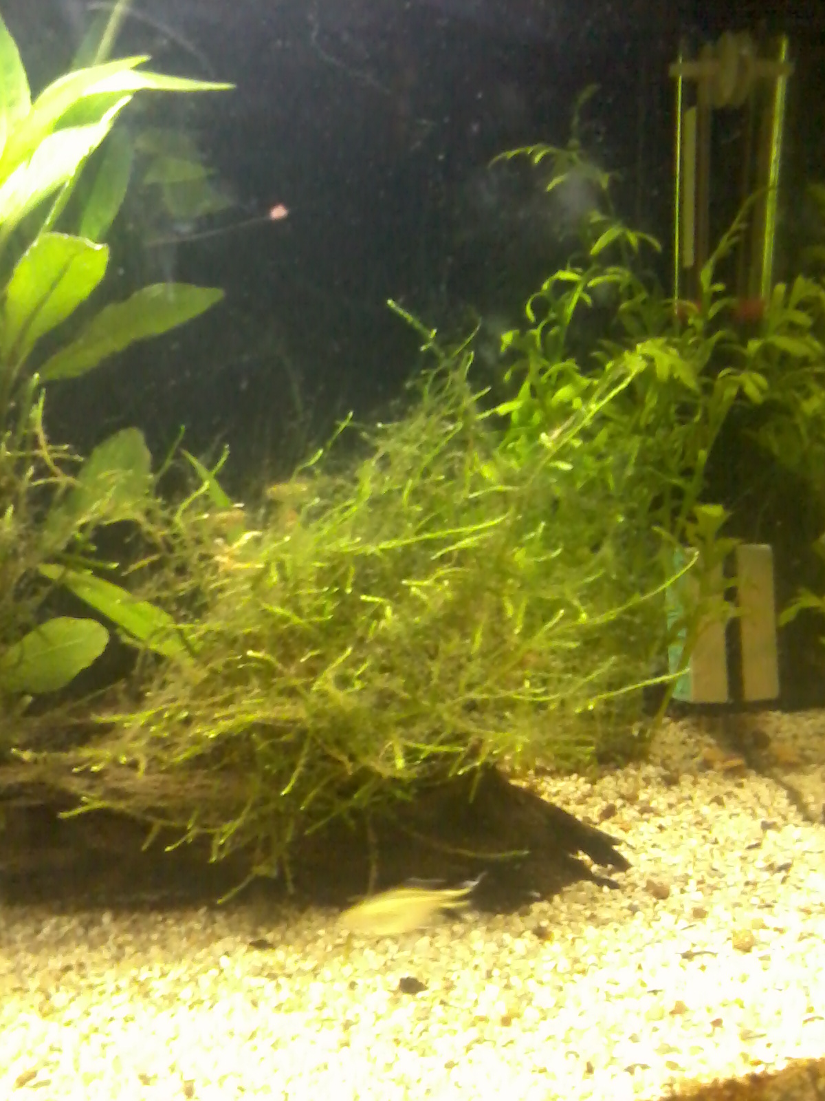 Java moss growing on driftwood in a planted aquarium
