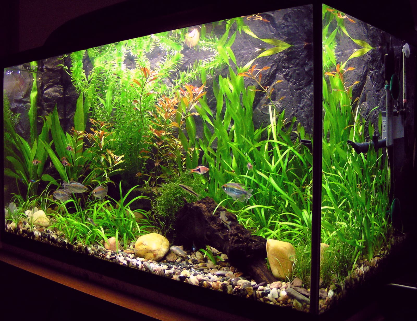 Small planted nano aquarium with shrimp