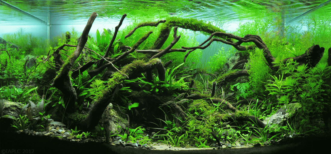 Nature style aquascape with lush green plants