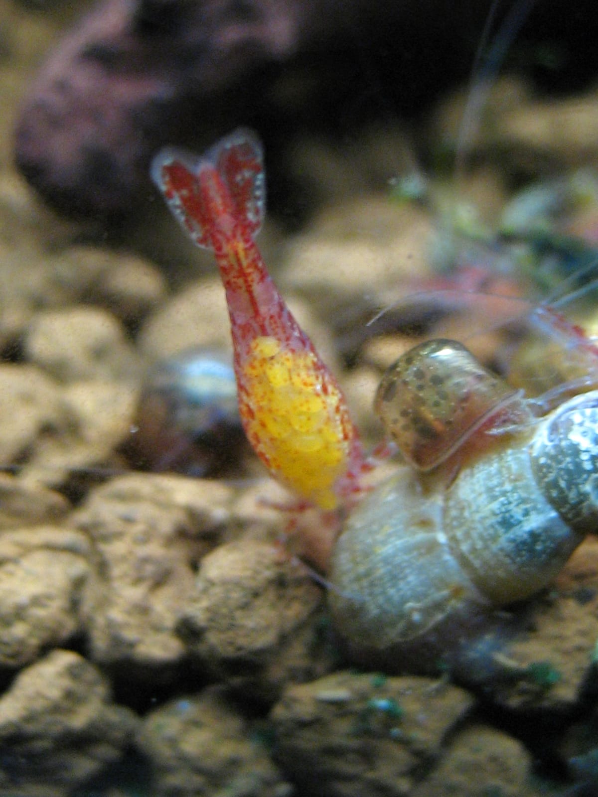 Female cherry shrimp carrying eggs in planted aquarium