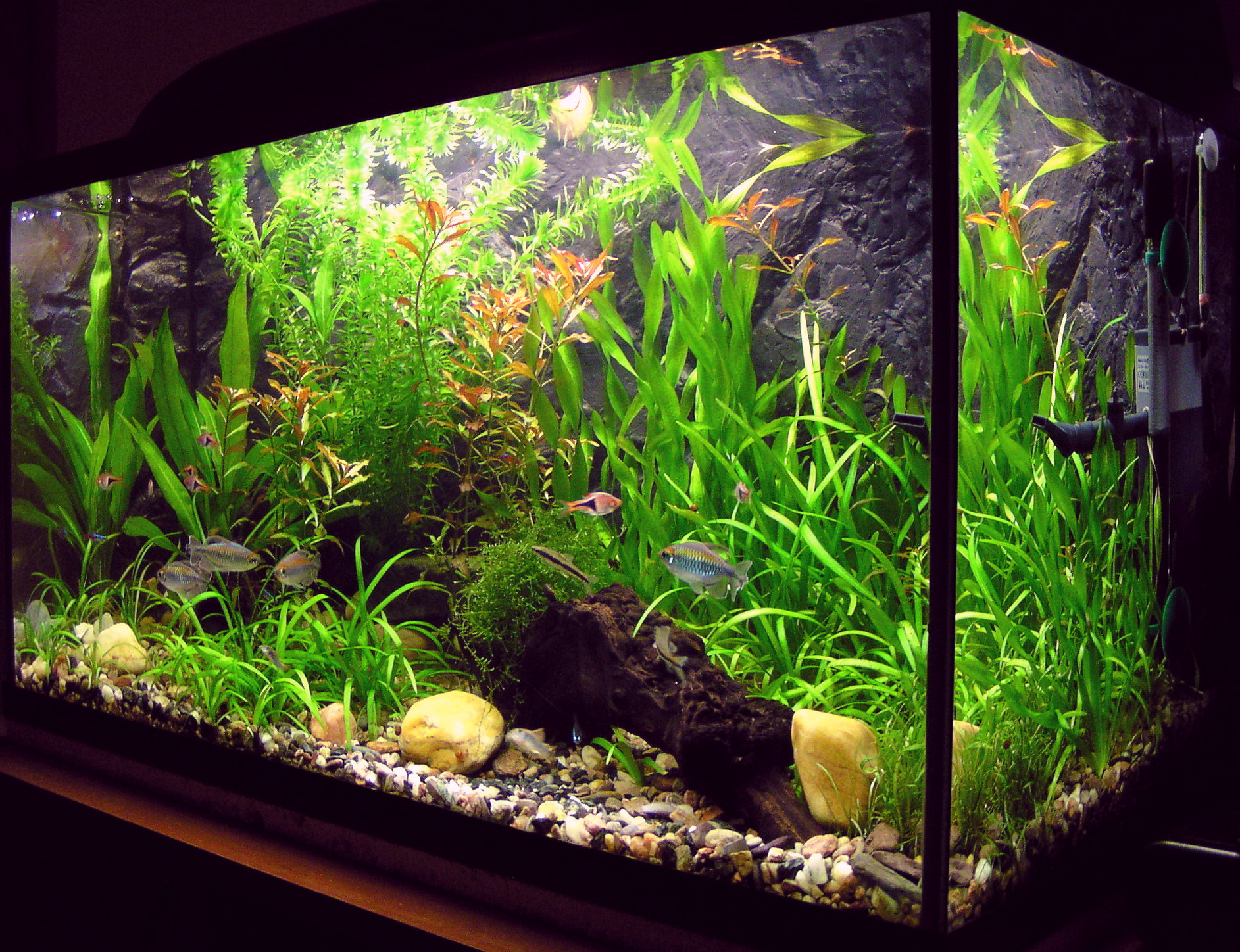 Lush planted freshwater aquarium with healthy plant growth under proper lighting