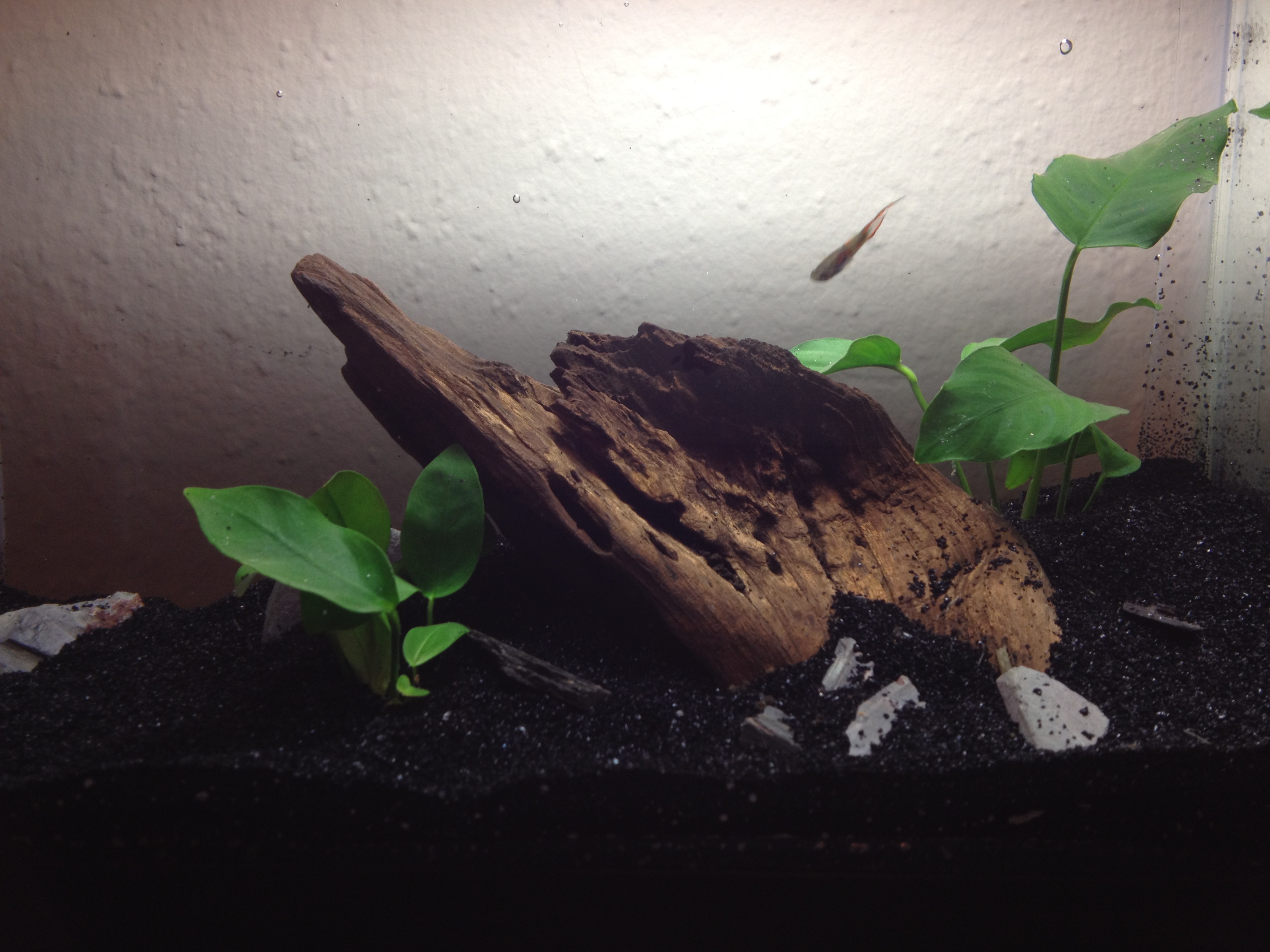 Planted nano aquarium with driftwood and live plants - ideal shrimp tank setup