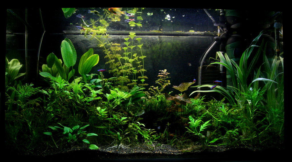 Dense planted aquarium showing the effect of proper lighting on plant growth and fish health