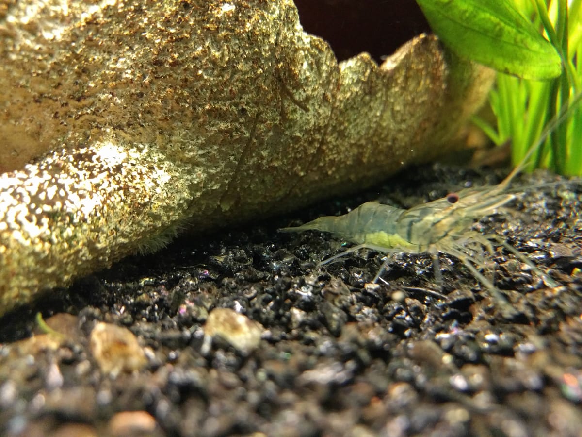 Pregnant freshwater shrimp carrying eggs in aquarium