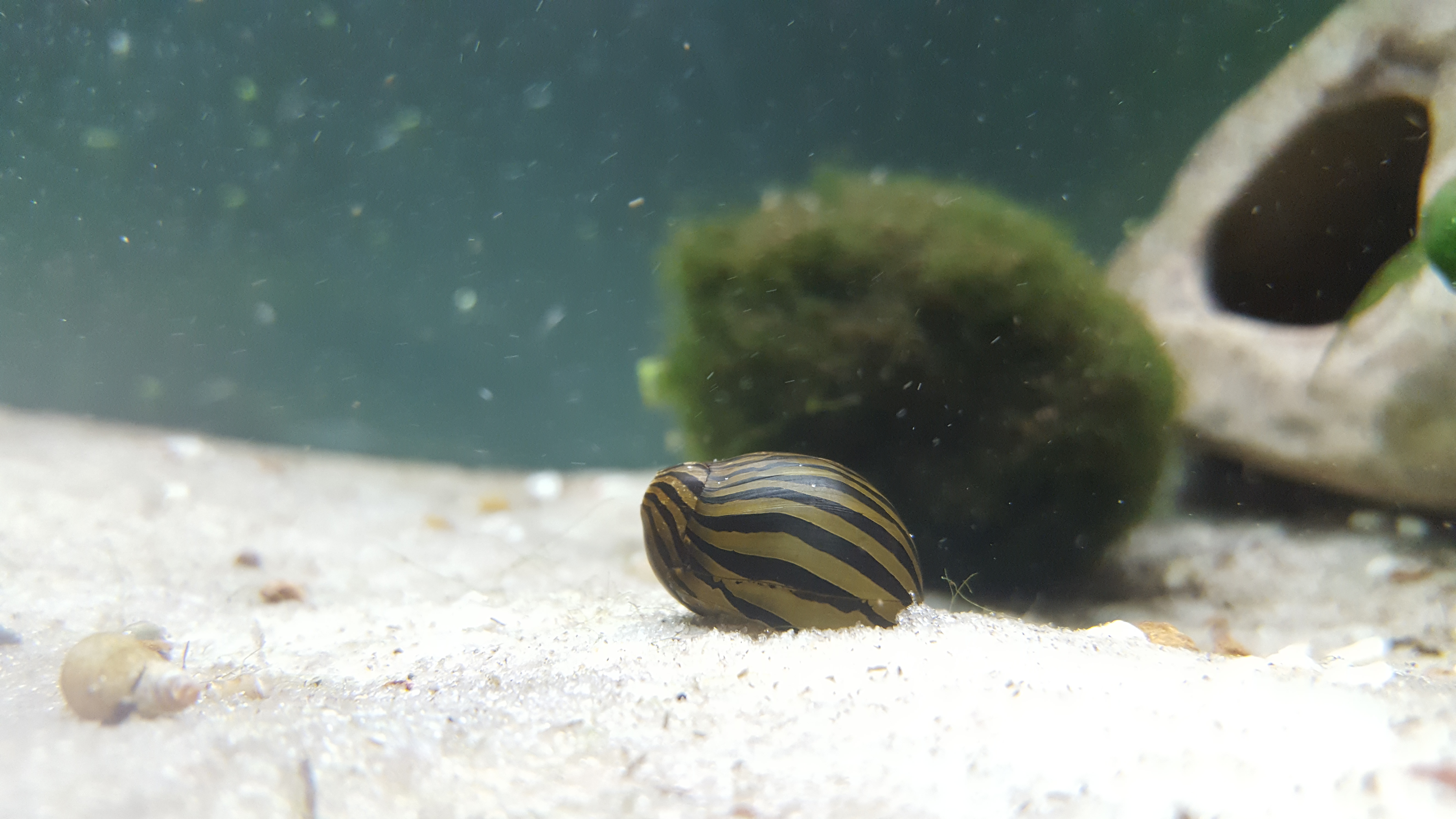 Zebra nerite snail on aquarium substrate with distinctive black and gold striped shell