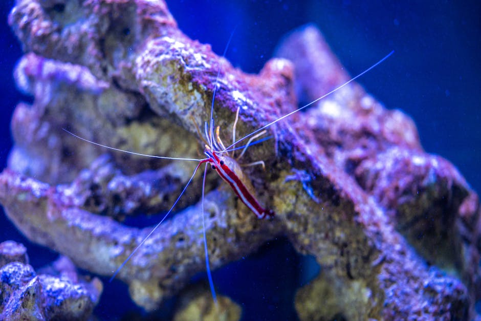 Yellow Shrimp Care Guide: Bright, Hardy, and Beginner-Friendly ...